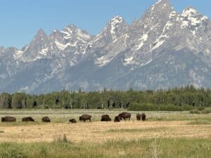 GTNP bison and Teton Mountains