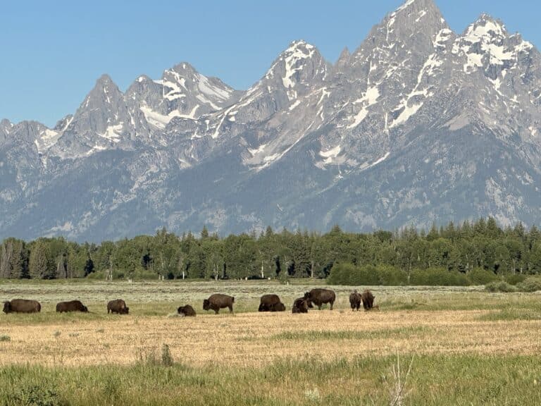 GTNP bison and Teton Mountains
