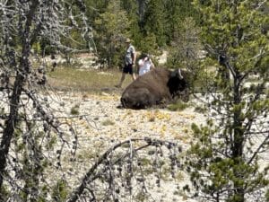 Yellowstone Bison