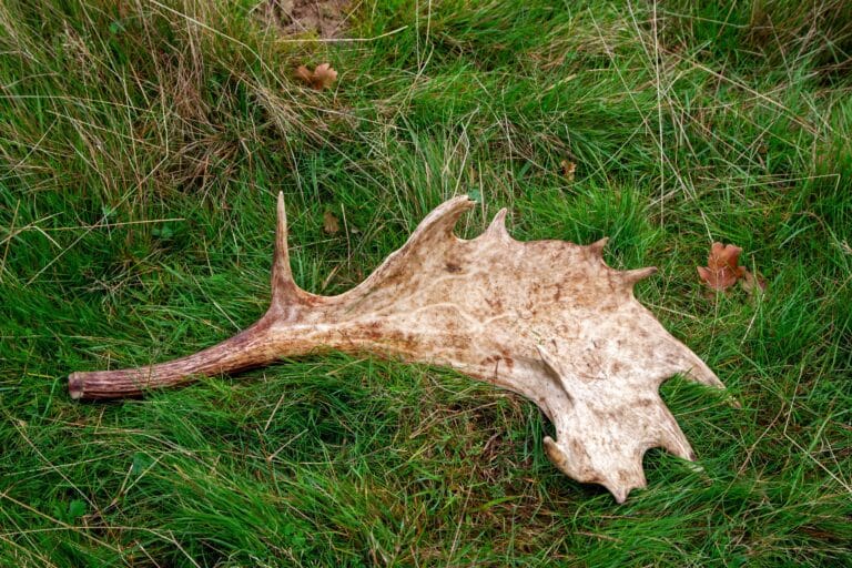 Shed Antlers