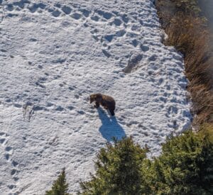 GTNP grizzly bear sighting 2025