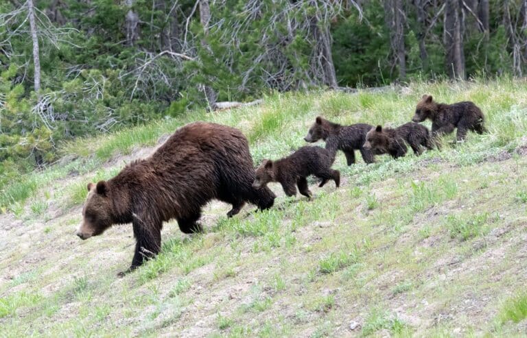 Grizzly 399 with her four cubs