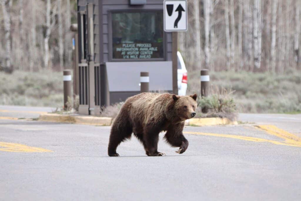 GTNP Bear Jams