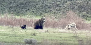 Grizzly Fights off Wolf