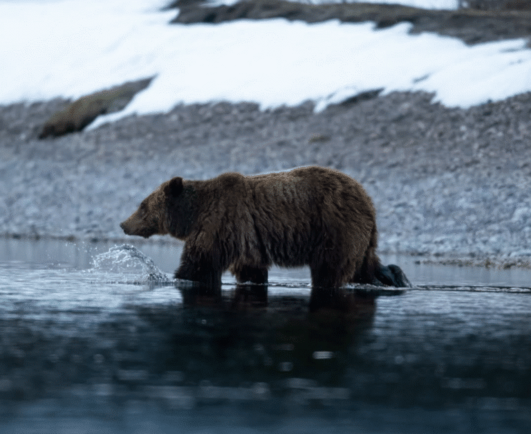 Allieroams Instagram