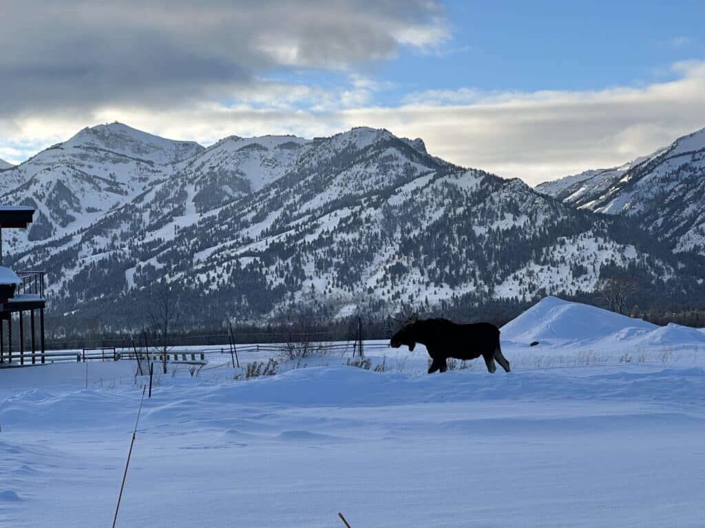 Jackson Hole Winter Weather - Moose Picture