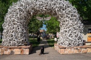 Dog Friendly Jackson Hole