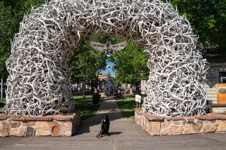 Dog Friendly Jackson Hole