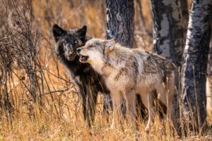Gray Wolves of Yellowstone