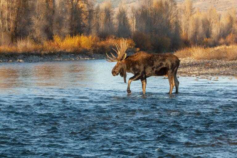 Bull Moose Jackson Hole