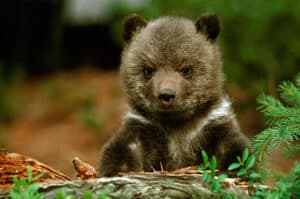 Grizzly bear cub