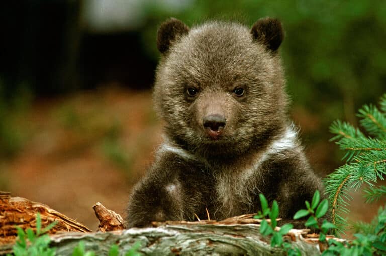 Grizzly bear cub